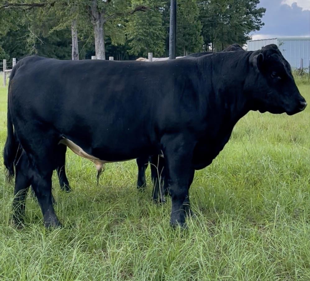 Leroy, a black Lim-Flex bull, head-on in the pasture