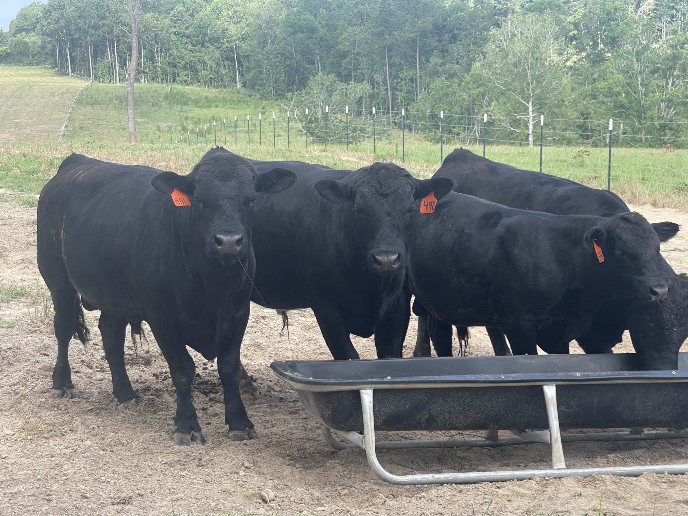 A group of Rocking C Cattle bulls at the feeder in an East Texas pasture