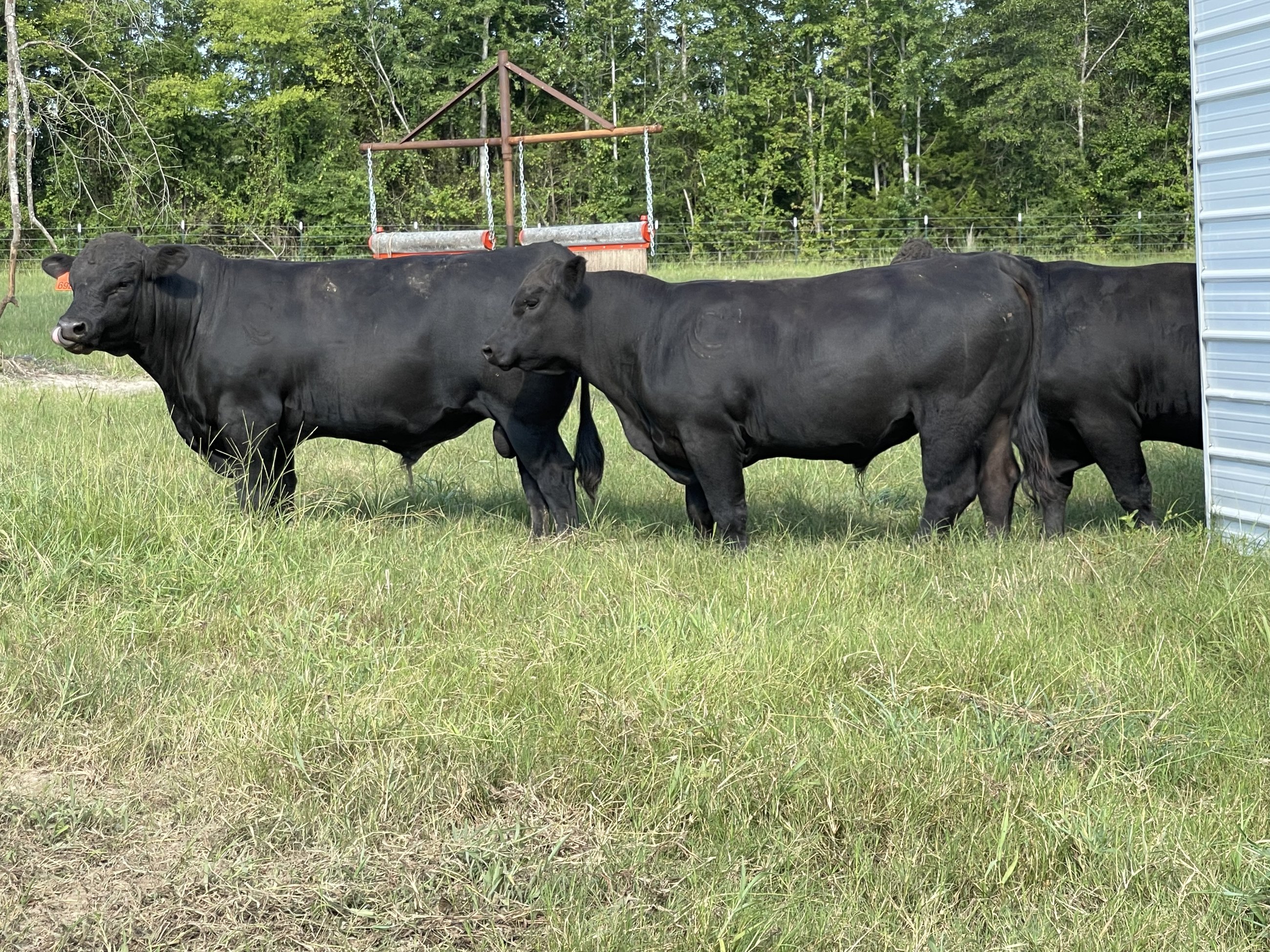 Rocking C Cattle bulls grazing in an East Texas pasture