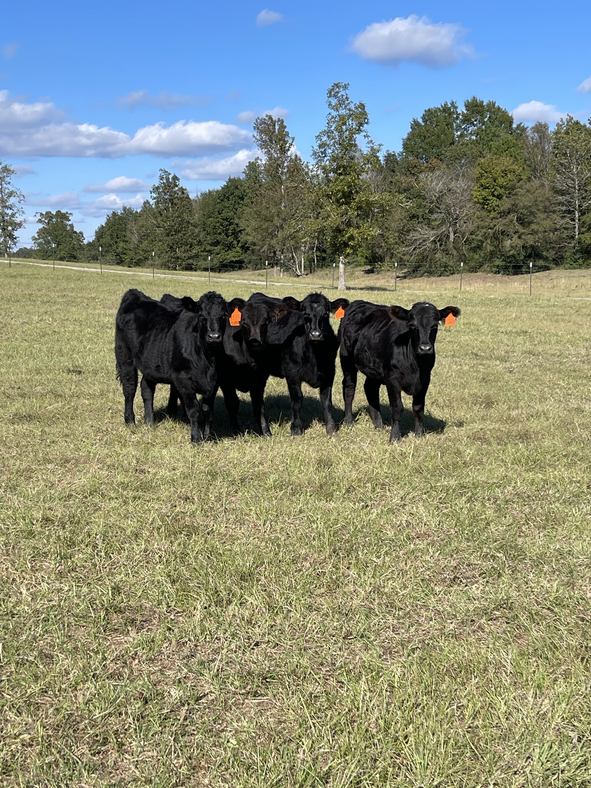 Rocking C Cattle in an East Texas pasture