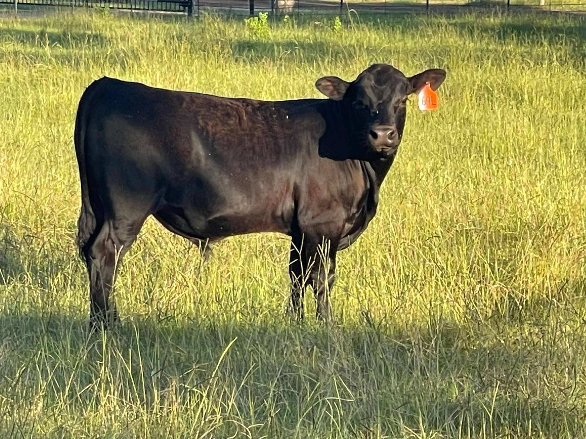 A black Lim-Flex herd sire standing broadside in an East Texas pasture