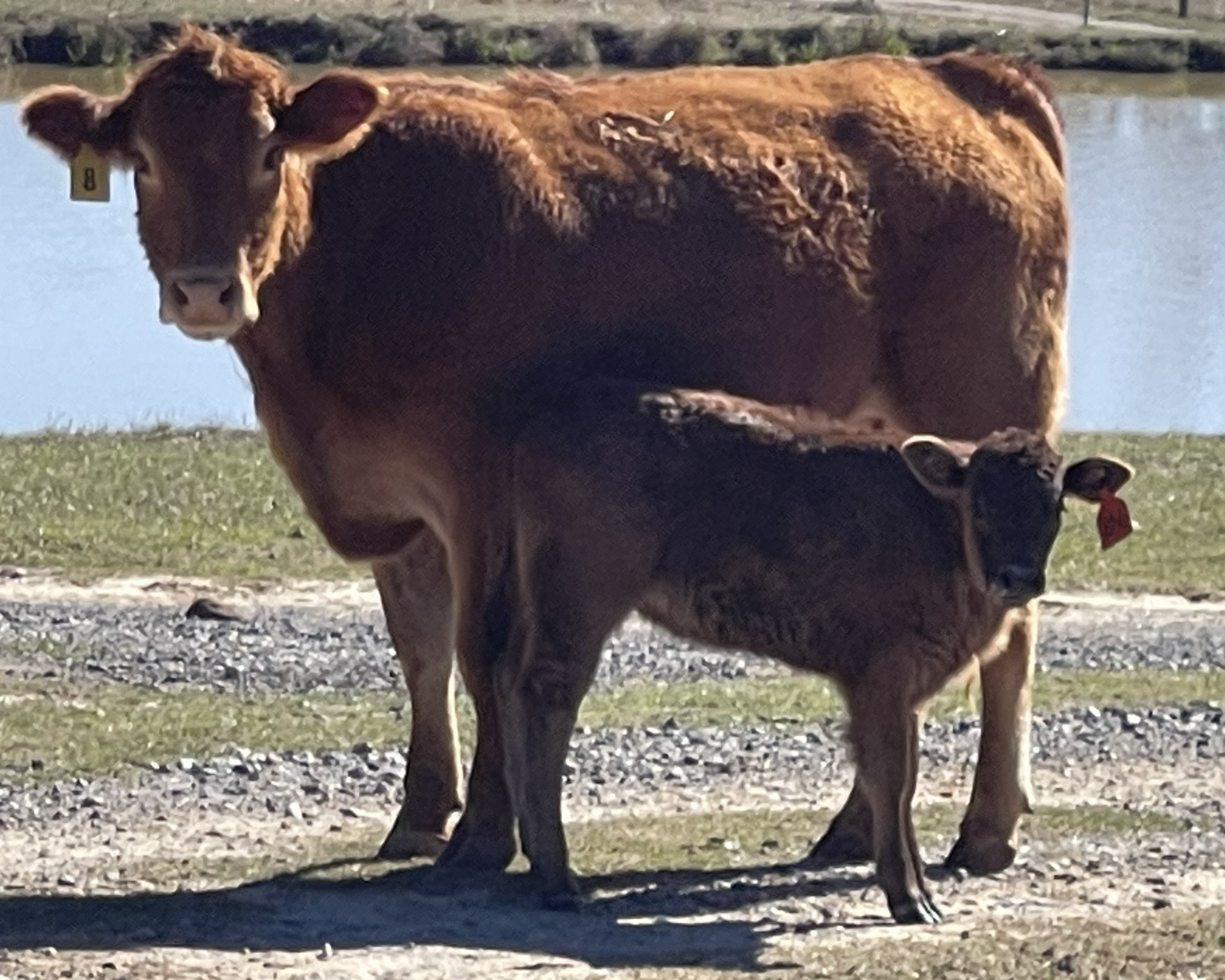 A red old-world Limousin showing breed size and muscling