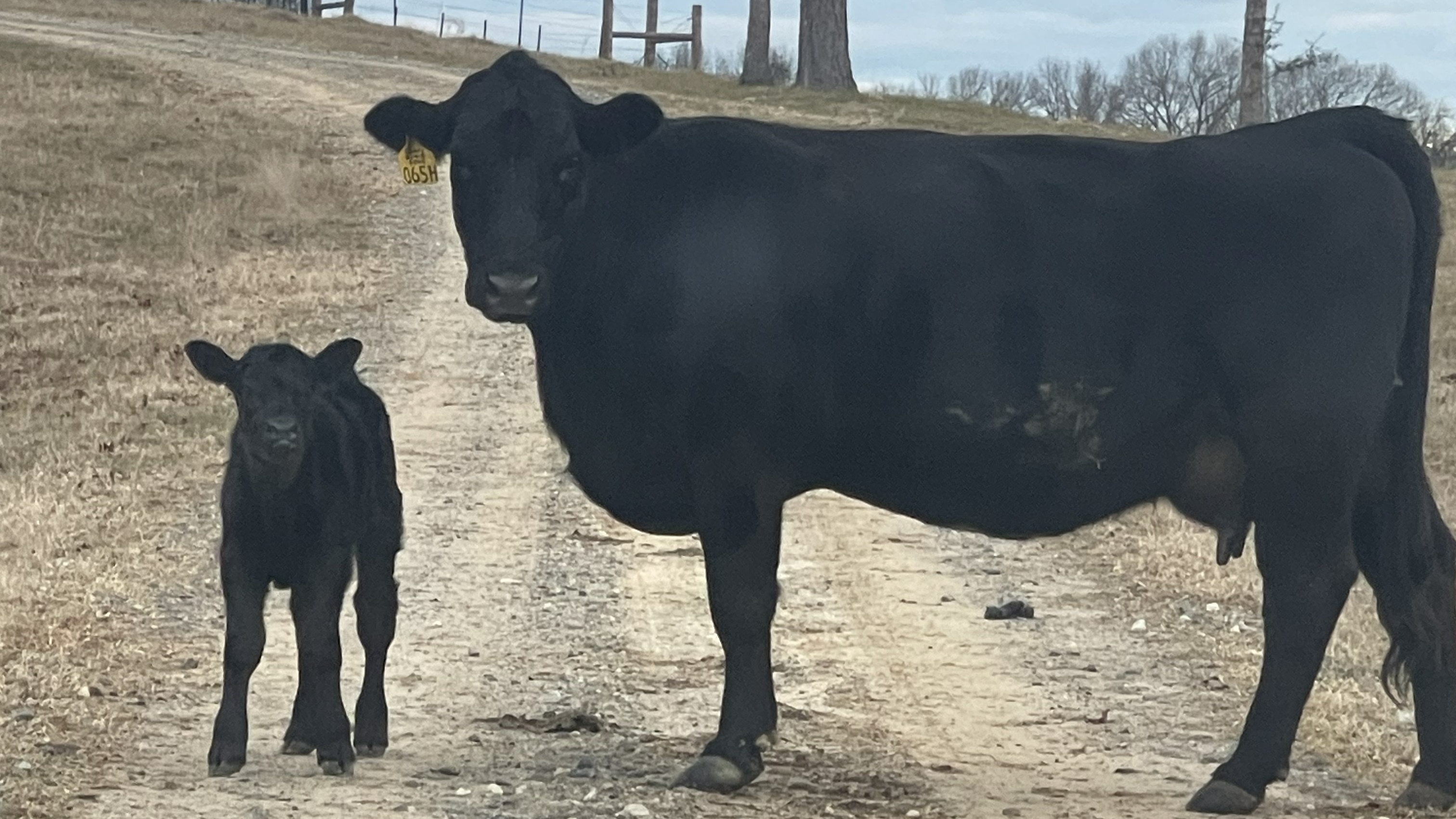 Lim-Flex herd sires in an East Texas pasture