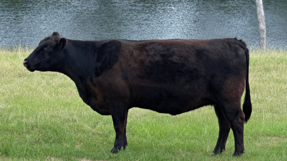 Rocking C Cattle cows in an East Texas pasture