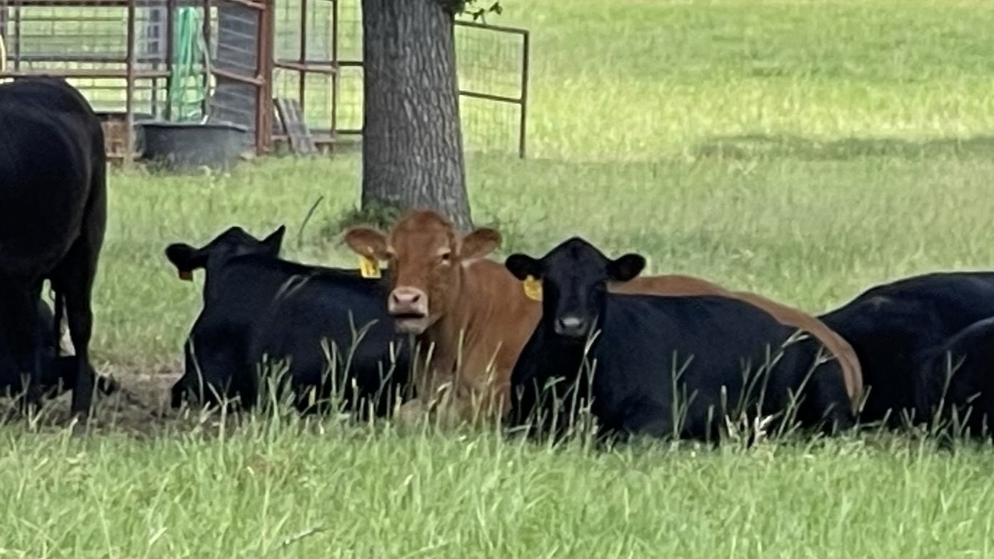 Rocking C Cattle pasture