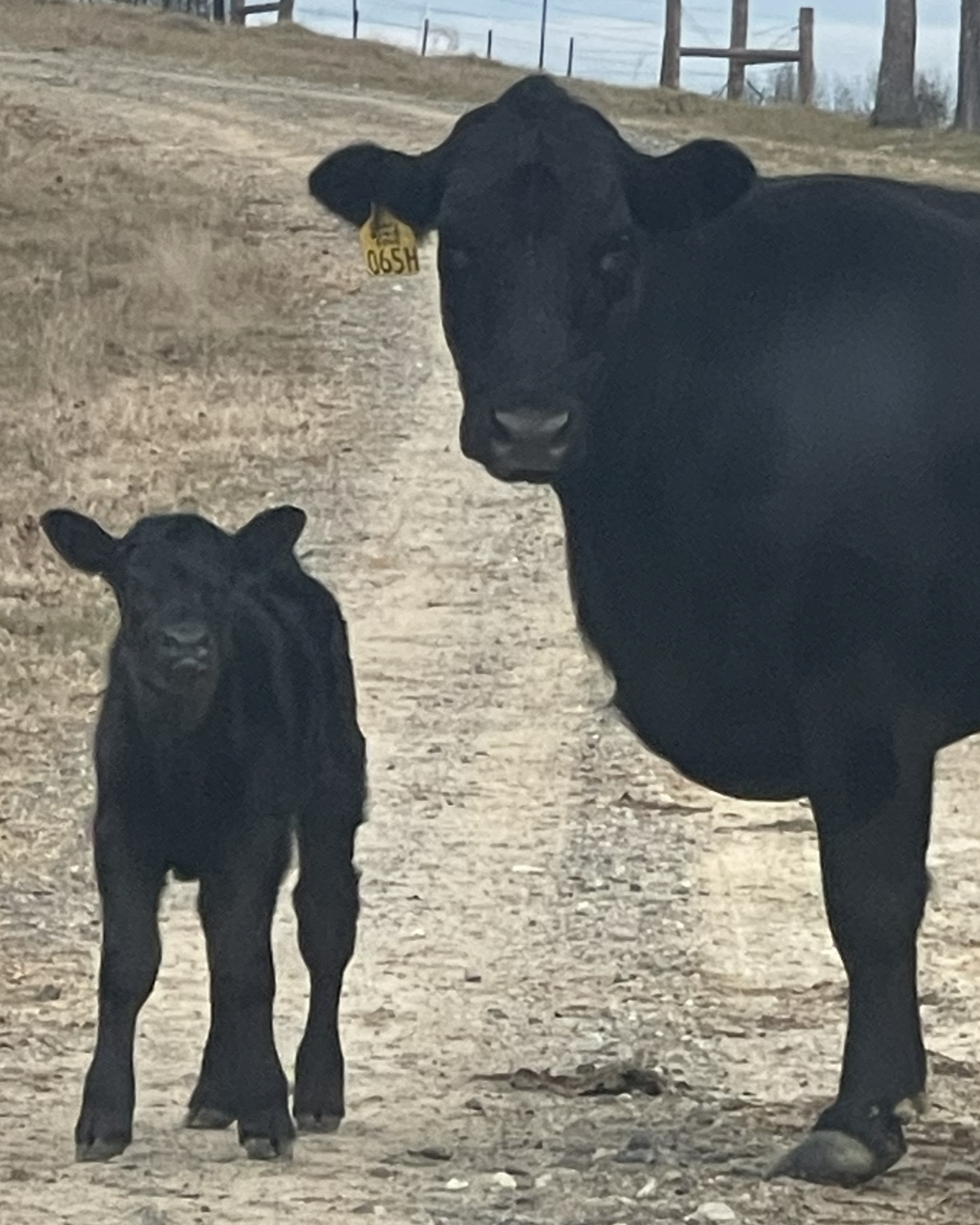 A black Lim-Flex herd sire in the pasture