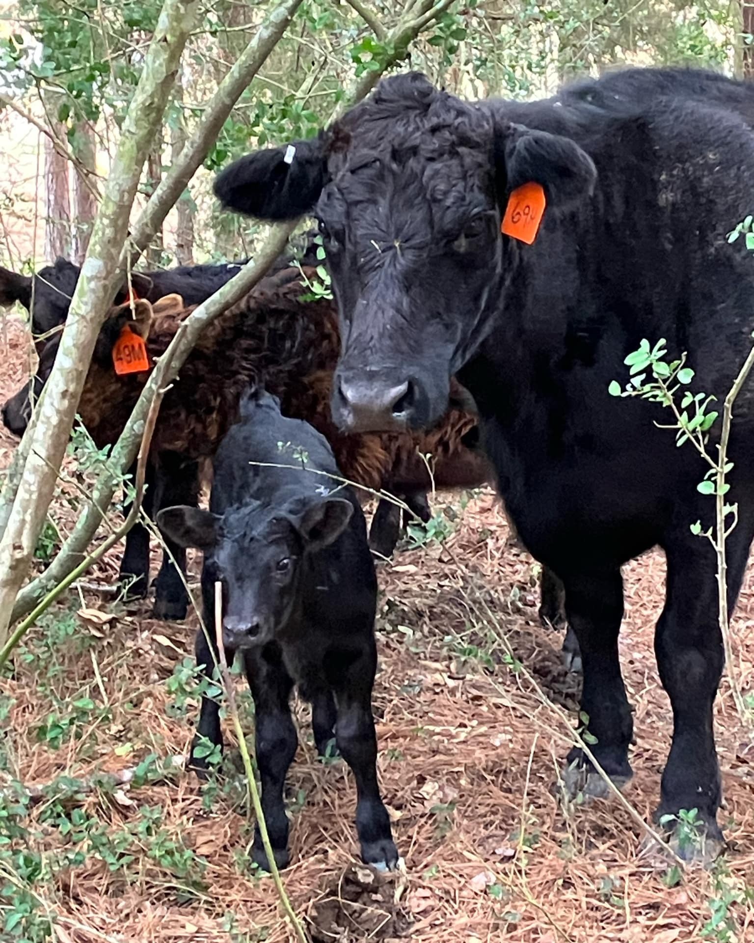 Rocking C Cattle bulls in the pasture